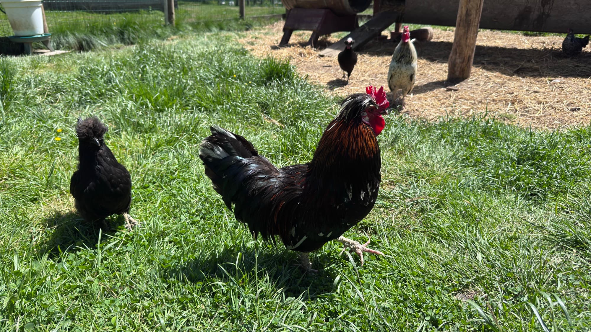 Coq et poules dans l'herbe, scène vivante de basse-cour