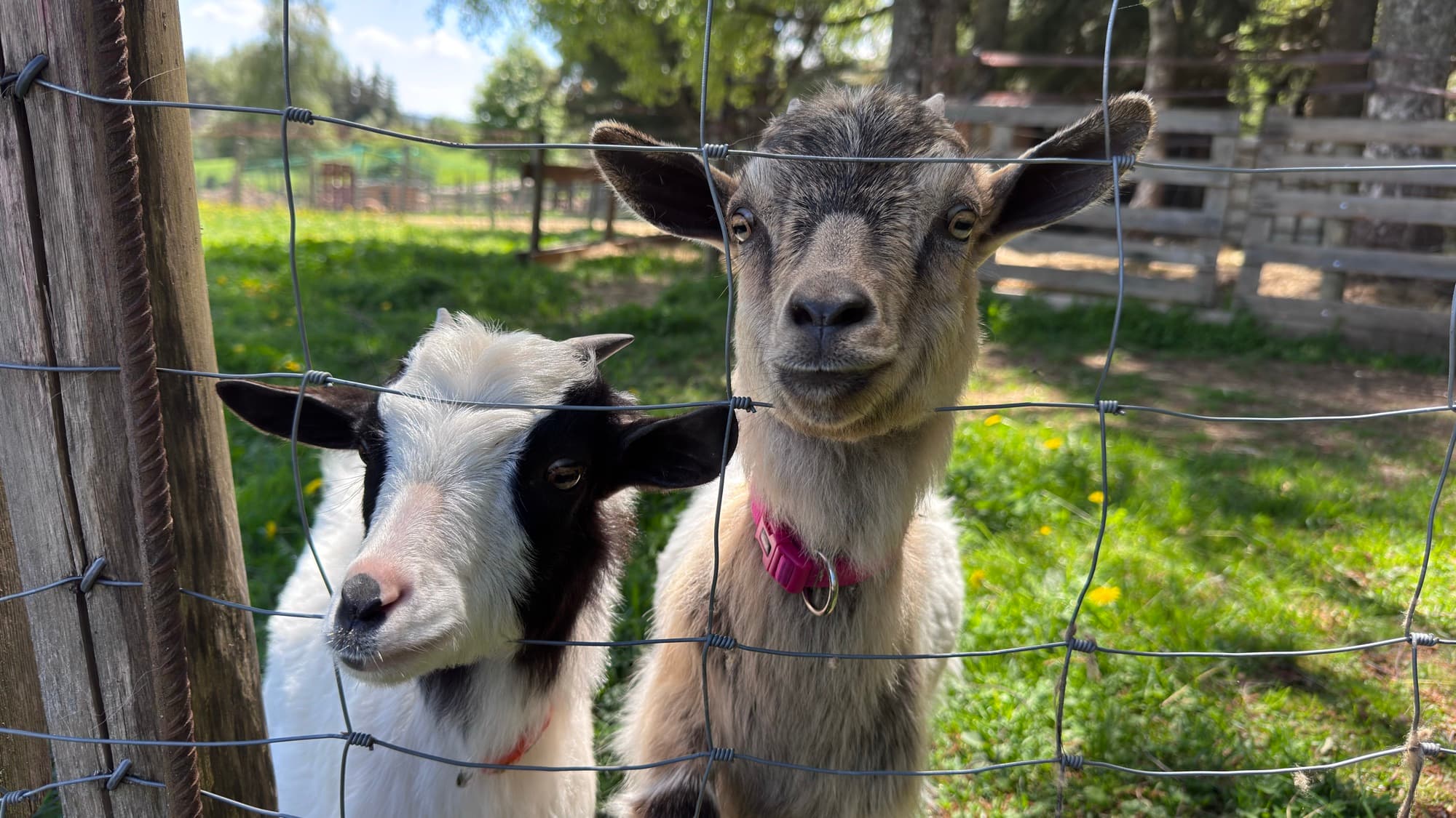 Deux chèvres curieuses qui regardent l'objectif derrière le grillage