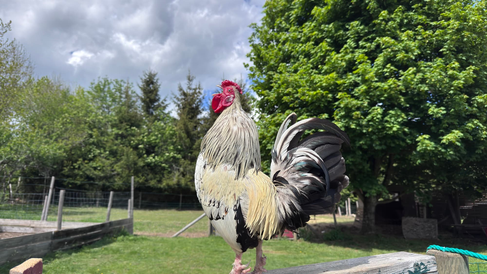 Coq fier sur une barrière en bois
