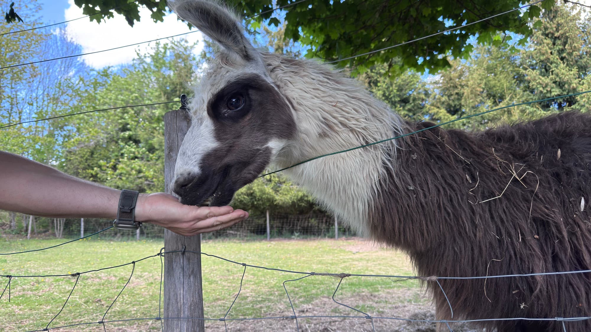 Lama qui mange une friandise dans la main d'un visiteur, regard doux