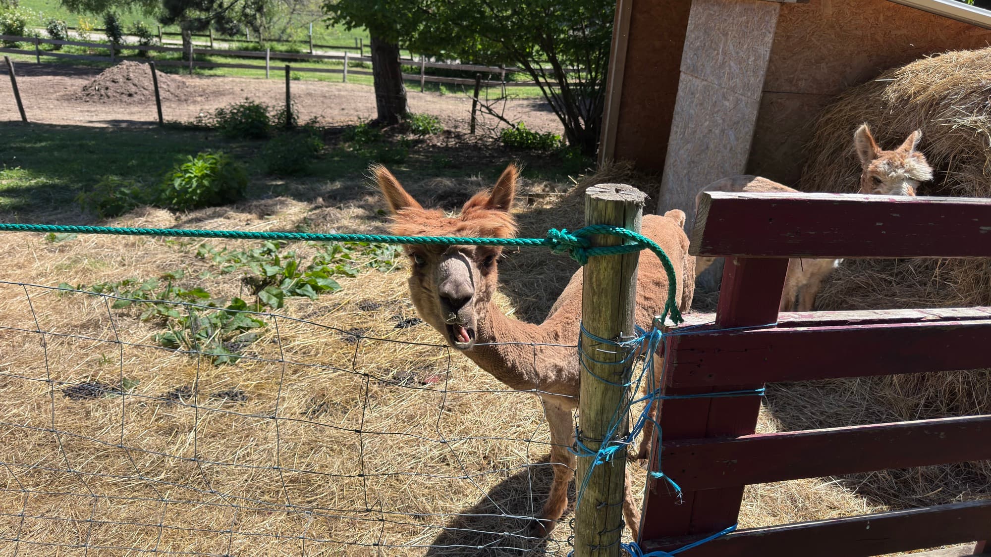Lama curieux qui regarde derrière la corde de l'enclos