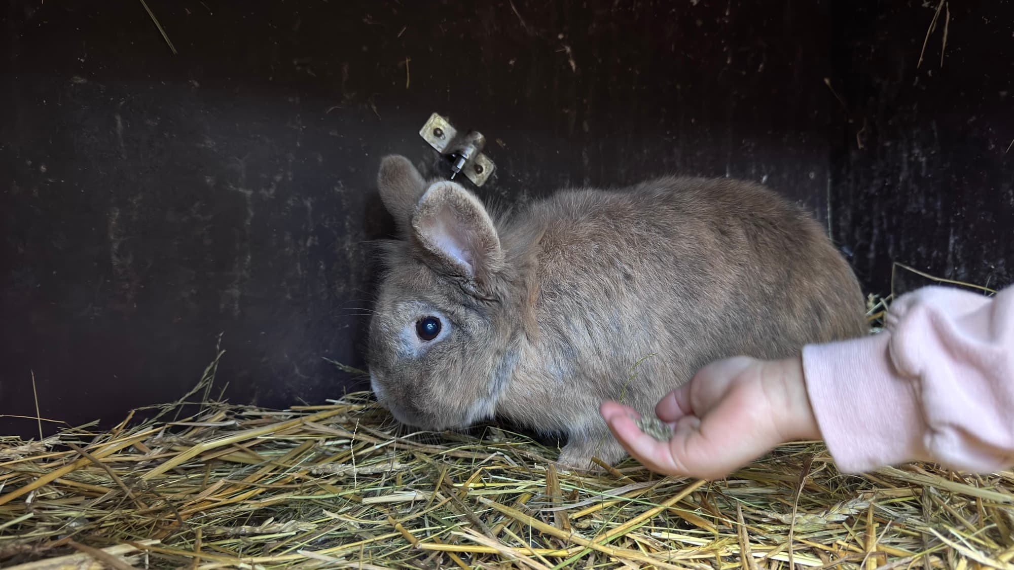 Main d'enfant qui caresse délicatement un lapin dans la paille