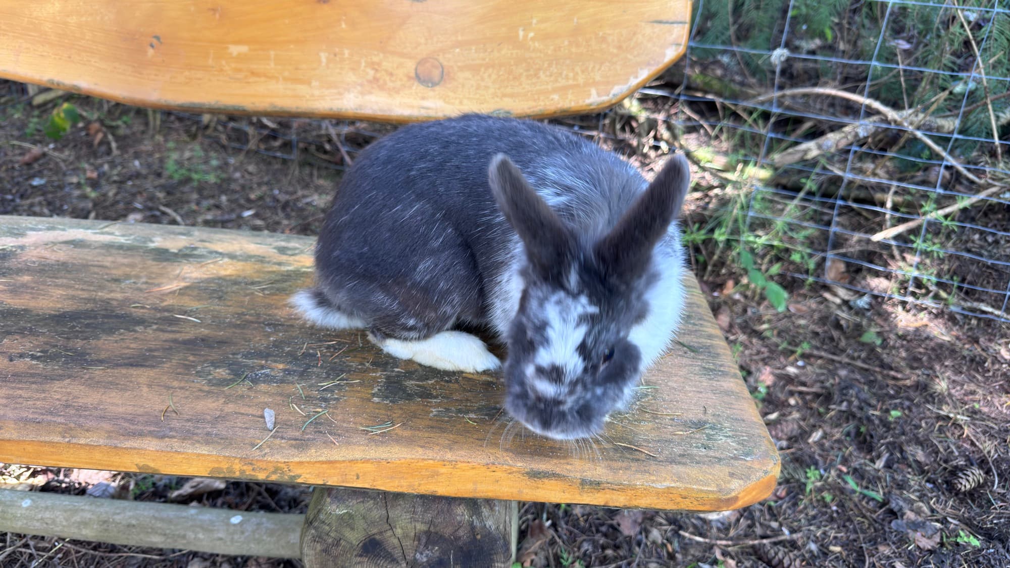 Petit lapin gris et blanc sur un banc en bois