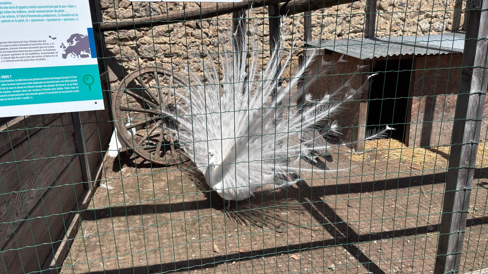 Paon blanc qui fait la roue dans son enclos